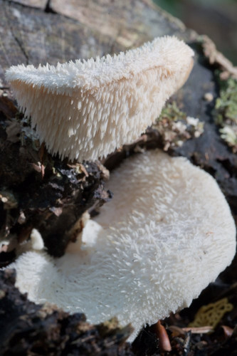 Hericiaceae_Hericium cirrhatum 1-2.jpg