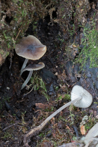 Tricholomataceae_Mycenella salicina cf 1-2.jpg