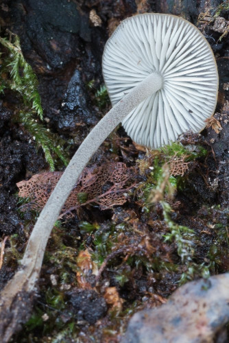 Tricholomataceae_Mycenella salicina cf 2-2.jpg