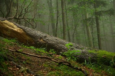 2018-08-11-Pinggau - 10. - 11. August 2018 - Naturwaldreservat Stift Vorau-057.jpg