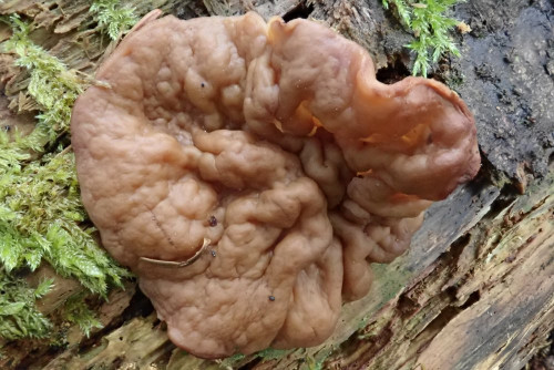 Gyromitra aktuelle Aufsammlung