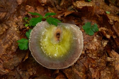 2018-08-11-Pinggau - 10. - 11. August 2018 - Naturwaldreservat Stift Vorau-078.jpg