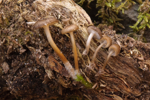 Mycena_tintinnabulum.jpg