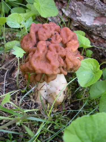 Gyromitra gigas_6a.jpg