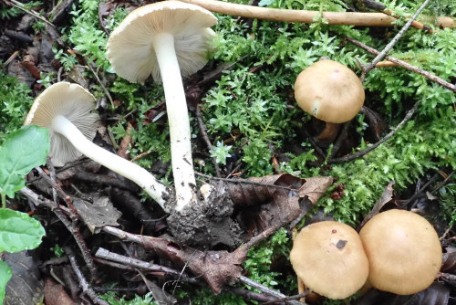 Inocybe queletii