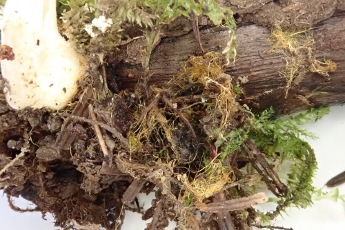 Coprinellus domesticus mit (typisch) orangem Ozonium