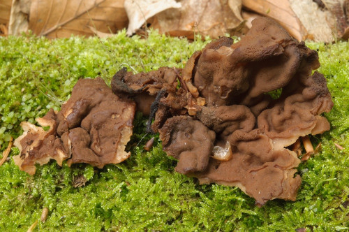 Gyromitra_perlata.jpg