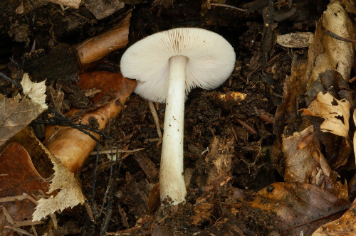 Pluteus_pouzarianus_agg.jpg