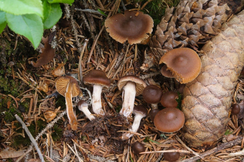 ag_Cortinarius_albovariegatus.jpg