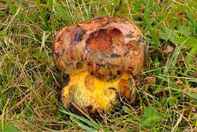 Boletus torosus - Ochsen-Röhrling (1).jpg