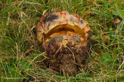 Boletus torosus - Ochsen-Röhrling.jpg