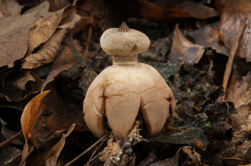 g_Geastrum_pectinatum.jpg