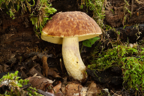 roe_Hemileccinum_depilatum.jpg