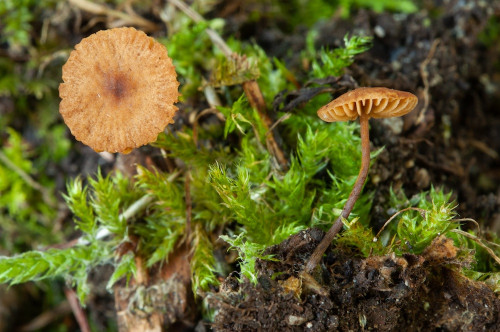 ag_Conocybe_dumetorum.jpg