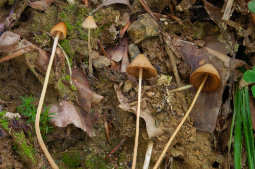 ag_Conocybe_subpubescens.jpg