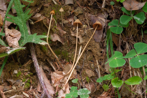 ag_Conocybe_subpubescens1.jpg