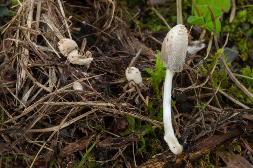 ag_Coprinopsis_friesii.jpg