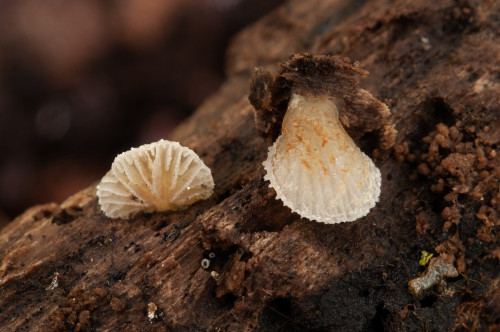 ag_Crepidotus_calolepis.jpg