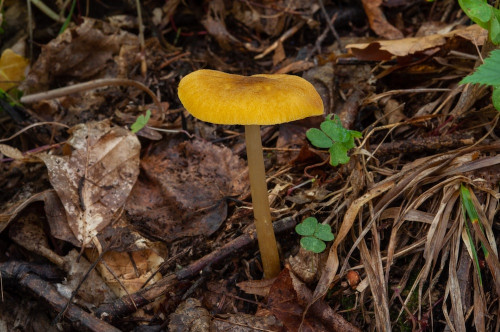 ag_Pluteus_leoninus.jpg