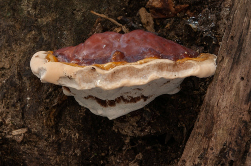 p_Ganoderma_lucidum.jpg