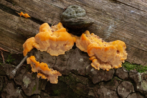 p_Pycnoporellus_fulgens.jpg