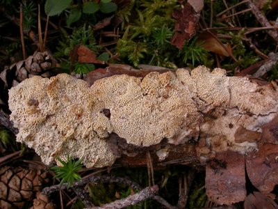 Antrodia ramentacea am liegenden Ast