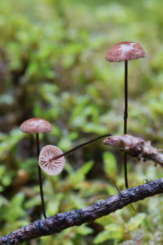 Marasmiaceae_Gymnopus androsaceus 1b-2.jpg