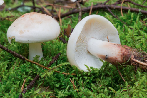 Marasmiaceae_Rhodocollybia maculata 1-2.jpg