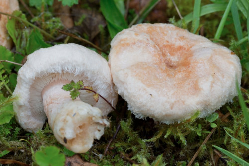 Russulaceae_Lactarius torminosus 1-2.jpg