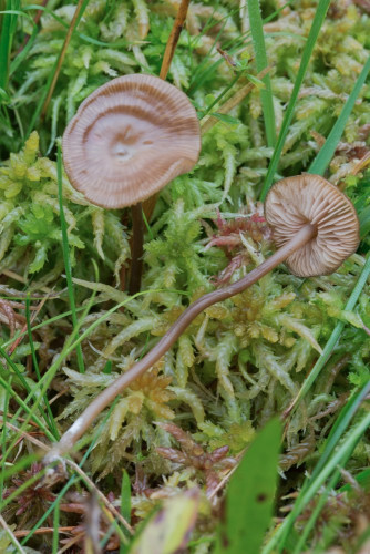 Tricholomataceae_Sphagnurus paluster 1-2.jpg