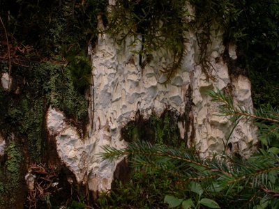 Antrodia alpina - rel. breite flach abstehende Hütchen