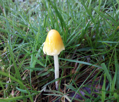 Hygrocybe 2.png