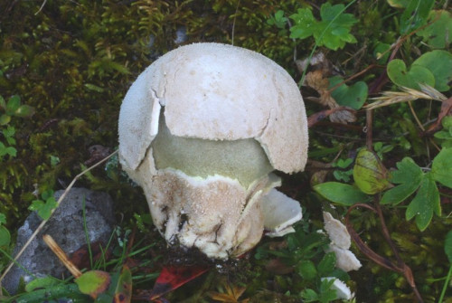 Lycoperdon_cretaceum210913k.JPG