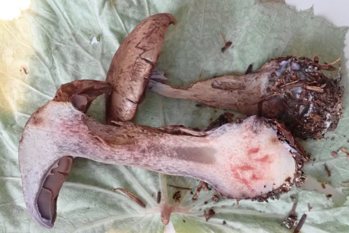 Cortinarius cyanites (4).JPG (168.6 KiB) 23745 mal betrachtet Cortinarius cyanites, rötet im Fleisch; Sept. im Bergnadelwald ca. 1300 m