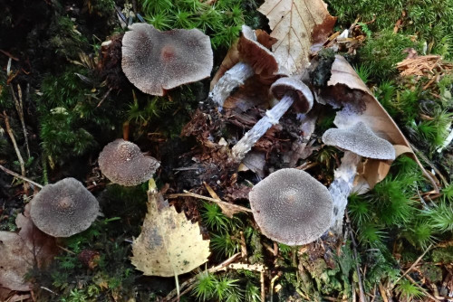 Cortinarius flexipes (4).JPG