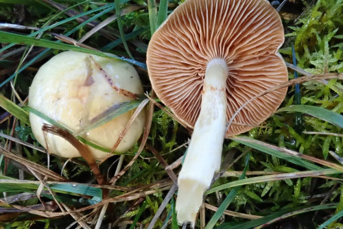 Cortinarius illibatus, wunderschönes Einzelexemplar bei Baumgruppe der Alpe Almein - Viktorsberg