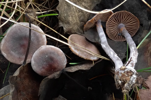 Cortinarius sertipes in großer Menge bei Populus tremula Ende Oktober