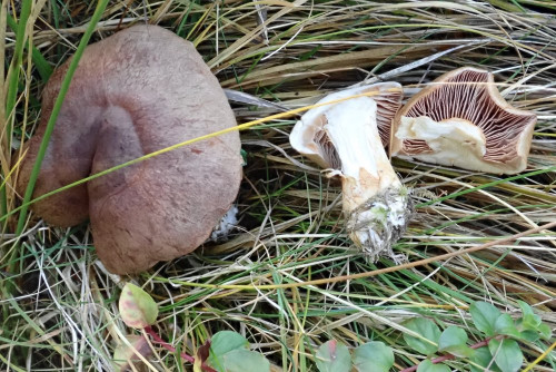 Cortinarius subrugulosus (2).JPG