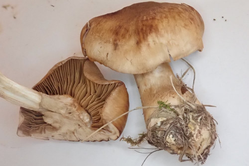 Cortinarius subrugulosus, gefunden am Waldrand der Alpe Furx Ende Oktober, persönliche Erstbestimmung