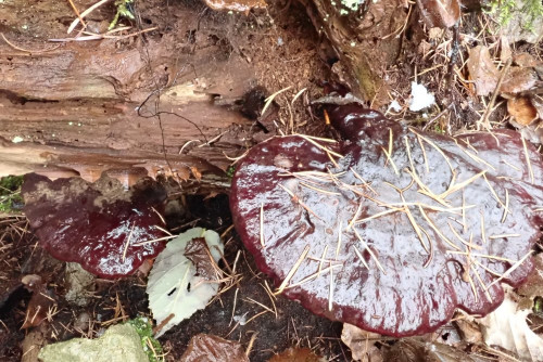 Ganoderma carnosum