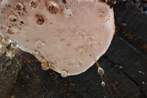 Fomitopsis rosea