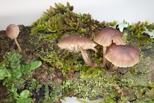 Mycena supina