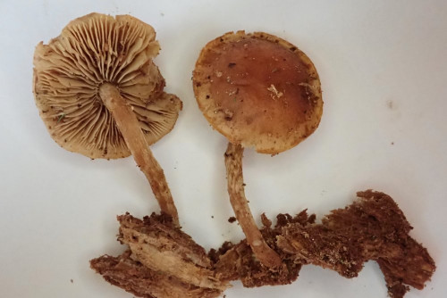 Pholiota subochracea