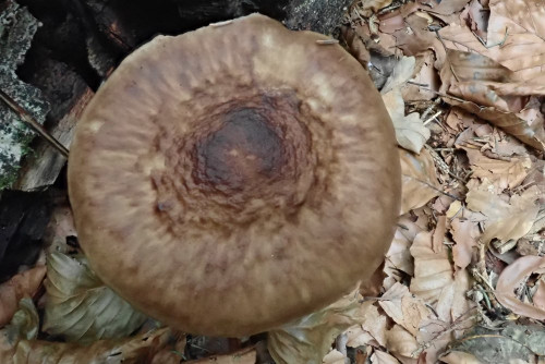 Pluteus cervinus