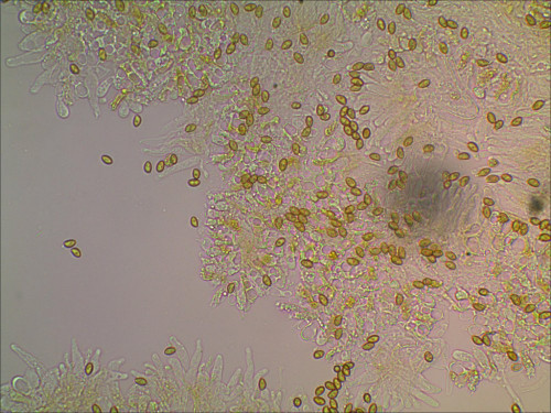 Pholiotina anstatt Tubaria?