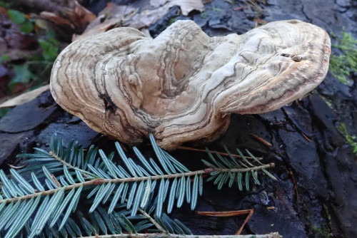 Fomes fomentarius a. Abies alba (2).JPG