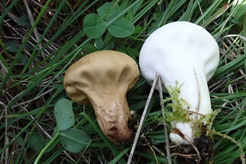 Lycoperdon muscorum (2).JPG