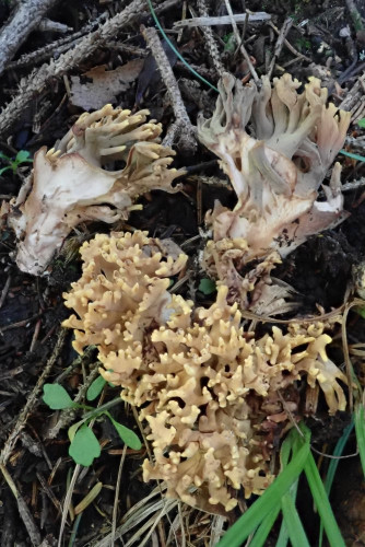 Ramaria bataillei (1).JPG