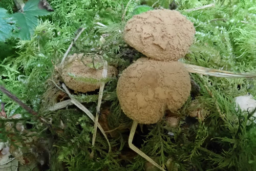 Asterophora lycoperdoides (7).JPG