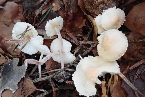 Cystolepiota seminuda (2).JPG